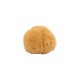 Caribbean Silk Sponge
