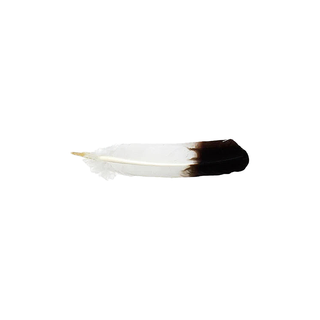 Smudging Eagle Feather