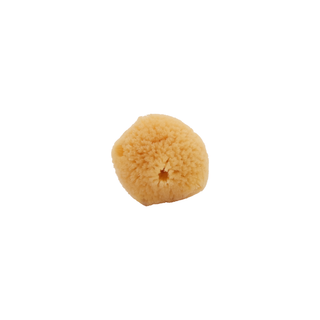 Caribbean Silk Sponge