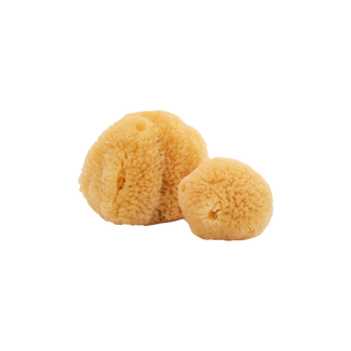 Caribbean Silk Sponge