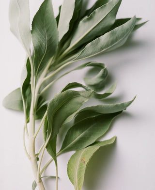 Adriatic Muscatel Sage Rich Cream