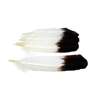 Smudging Eagle Feather