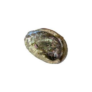 Abalone Shell